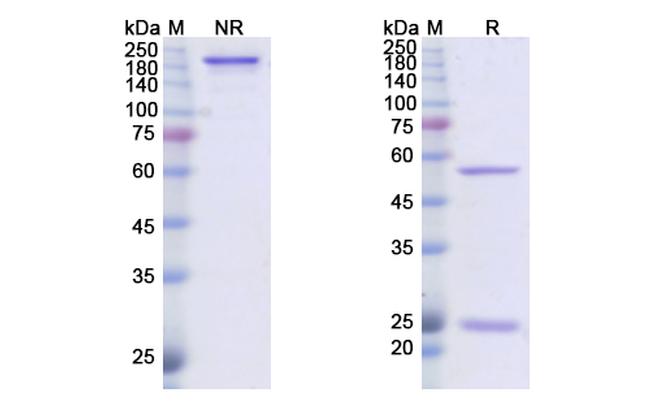 Dusigitumab Antibody in SDS-PAGE (SDS-PAGE)