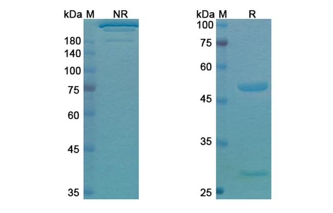 PD-1 (CD279) (Pidilizumab Biosimilar) Antibody in SDS-PAGE (SDS-PAGE)