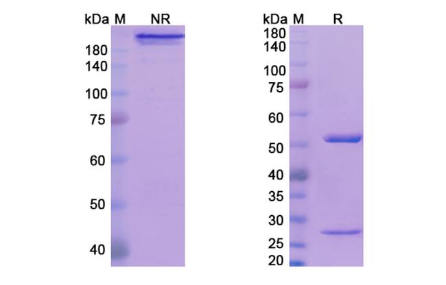 Nogo-A/B (Ozanezumab Biosimilar) Antibody in SDS-PAGE (SDS-PAGE)