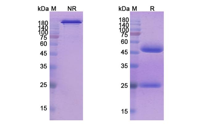 Seribantumab Antibody in SDS-PAGE (SDS-PAGE)