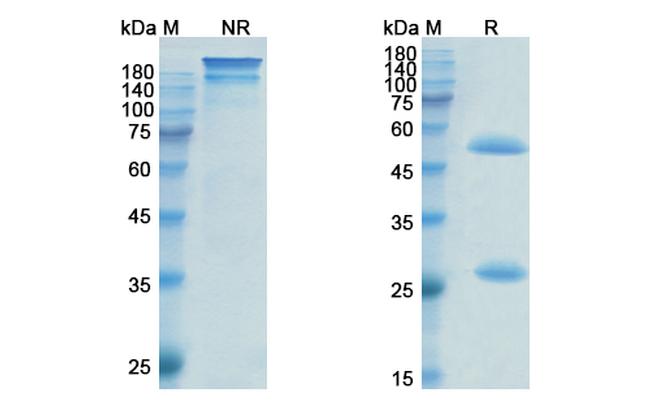 Pinatuzumab Humanized Antibody in SDS-PAGE (SDS-PAGE)