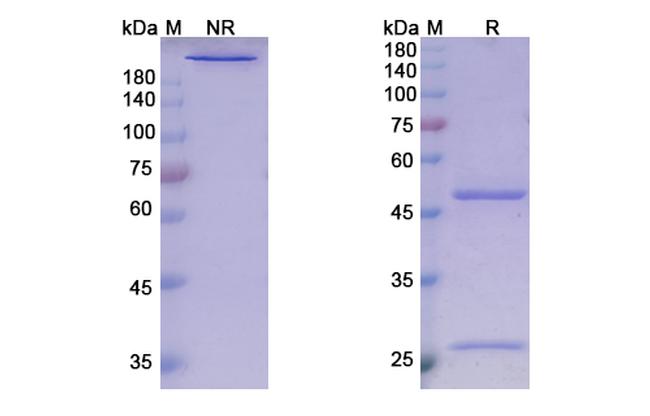 Guselkumab Antibody in SDS-PAGE (SDS-PAGE)