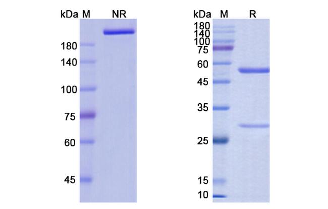 IFNAR1 (Anifrolumab Biosimilar) Antibody in SDS-PAGE (SDS-PAGE)