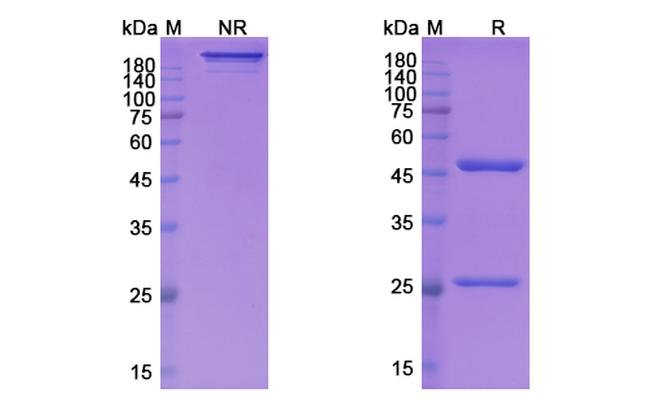 SLC34A2 (Lifastuzumab Biosimilar) Antibody in SDS-PAGE (SDS-PAGE)