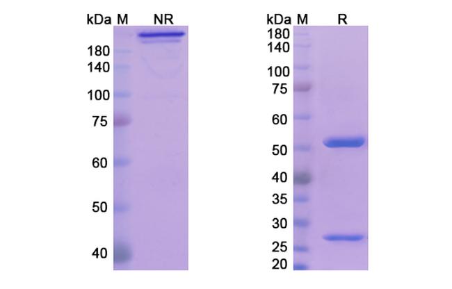IL-20 (Fletikumab Biosimilar) Antibody in SDS-PAGE (SDS-PAGE)