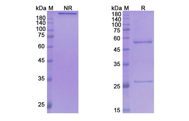 CXCR4 (CD184) (Ulocuplumab Biosimilar) Antibody in SDS-PAGE (SDS-PAGE)