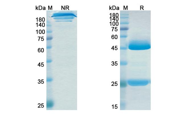 Ralpancizumab Humanized Antibody in SDS-PAGE (SDS-PAGE)