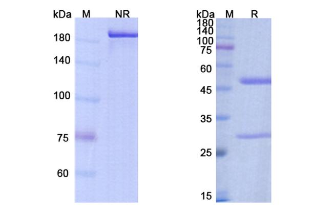 Bococizumab Humanized Antibody in SDS-PAGE (SDS-PAGE)