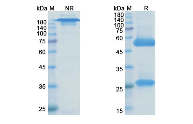 Brontictuzumab Humanized Antibody in SDS-PAGE (SDS-PAGE)