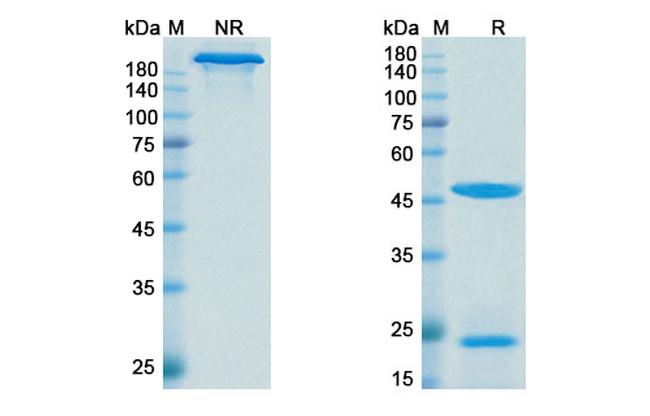 Denintuzumab Humanized Antibody in SDS-PAGE (SDS-PAGE)