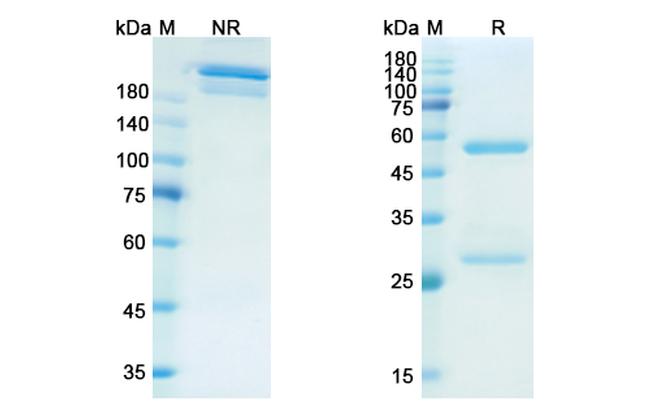 Influenza A HA (Firivumab Biosimilar) Antibody in SDS-PAGE (SDS-PAGE)
