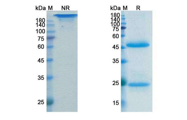 Lokivetmab Antibody in SDS-PAGE (SDS-PAGE)
