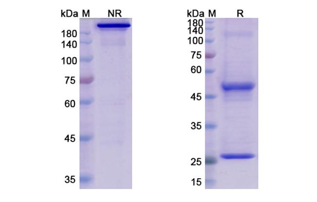 Elgemtumab Antibody in SDS-PAGE (SDS-PAGE)