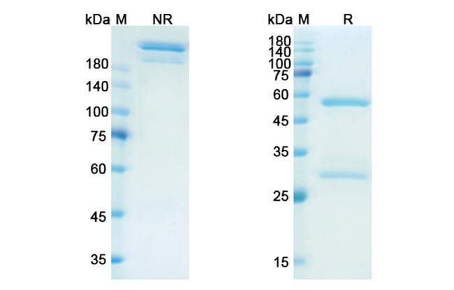 IL-13 (Dectrekumab Biosimilar) Antibody in SDS-PAGE (SDS-PAGE)