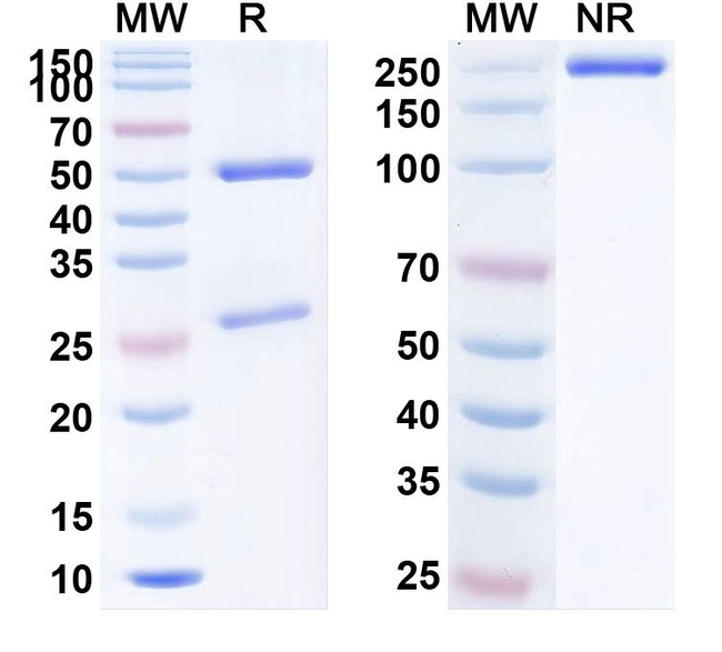 IL31RA (Nemolizumab Biosimilar) Antibody in SDS-PAGE (SDS-PAGE)