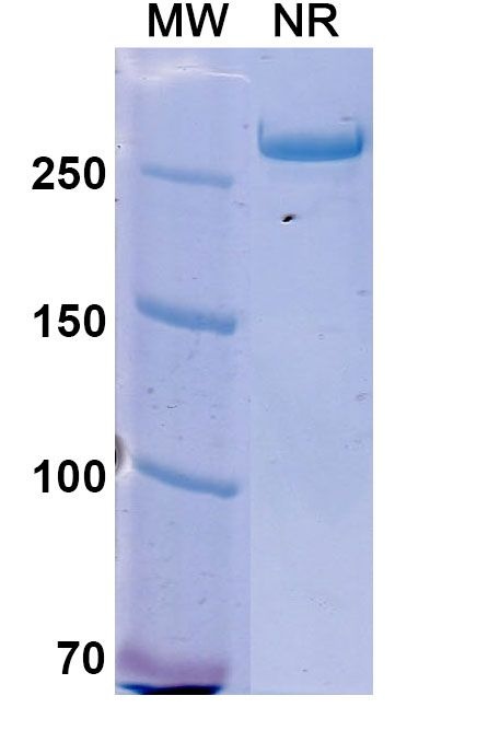 Istiratumab Antibody in SDS-PAGE (SDS-PAGE)