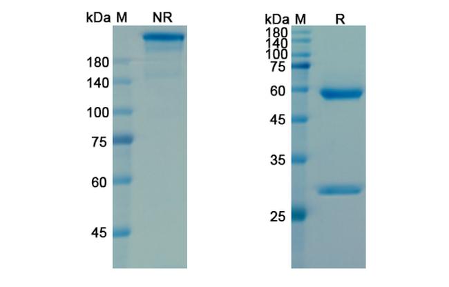 CTGF (Pamrevlumab Biosimilar) Antibody in SDS-PAGE (SDS-PAGE)