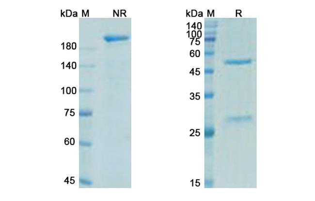 Trevogrumab Antibody in SDS-PAGE (SDS-PAGE)