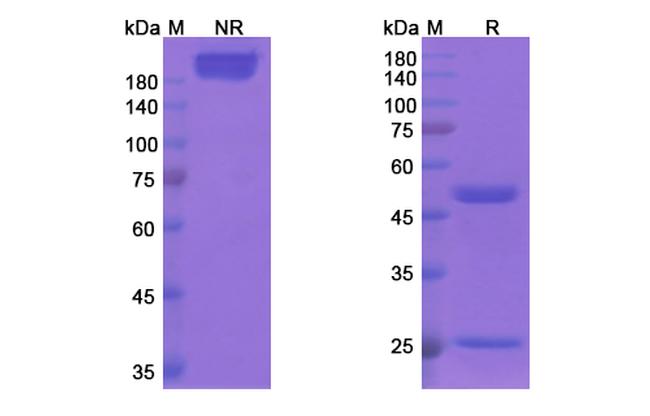 MUC1 (Clivatuzumab Biosimilar) Antibody in SDS-PAGE (SDS-PAGE)