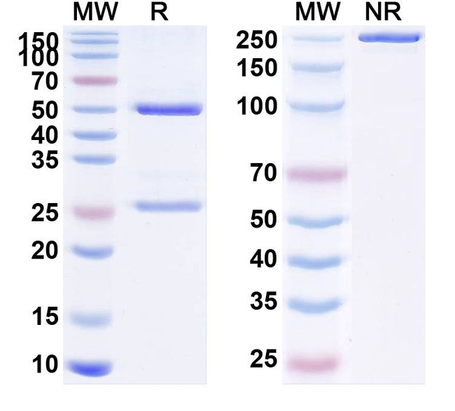 Monalizumab Humanized Antibody in SDS-PAGE (SDS-PAGE)