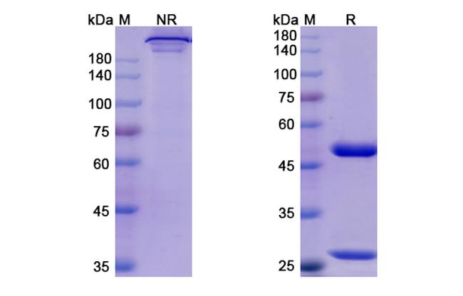IL-23 p19 (Risankizumab Biosimilar) Antibody in SDS-PAGE (SDS-PAGE)