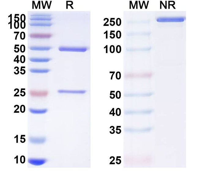 Rovalpituzumab Humanized Antibody in SDS-PAGE (SDS-PAGE)