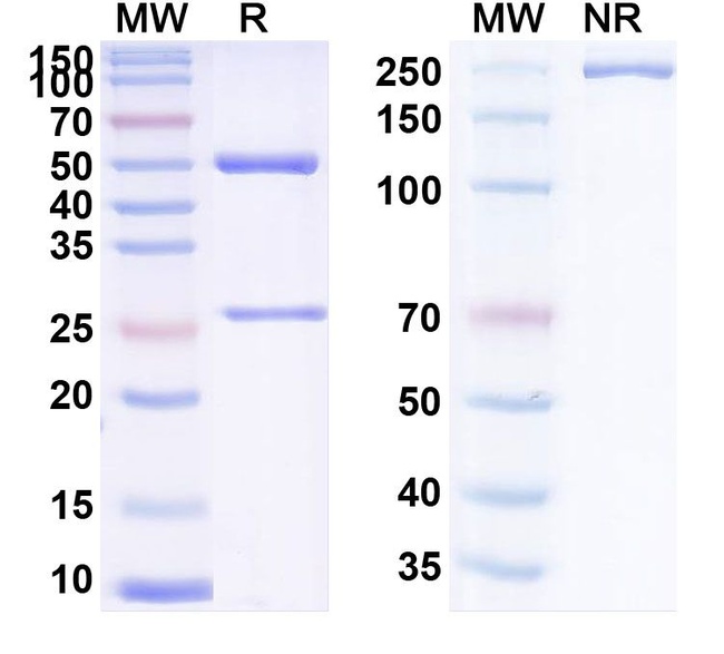 Blontuvetmab Antibody in SDS-PAGE (SDS-PAGE)