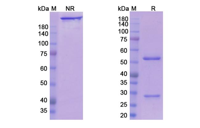 Crotedumab Antibody in SDS-PAGE (SDS-PAGE)