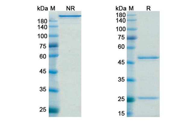 AOC3 (Timolumab Biosimilar) Antibody in SDS-PAGE (SDS-PAGE)
