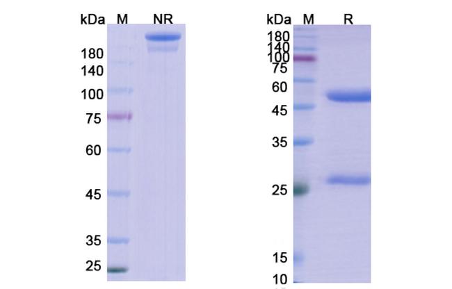 Plasma Kallikrein (Lanadelumab Biosimilar) Antibody in SDS-PAGE (SDS-PAGE)