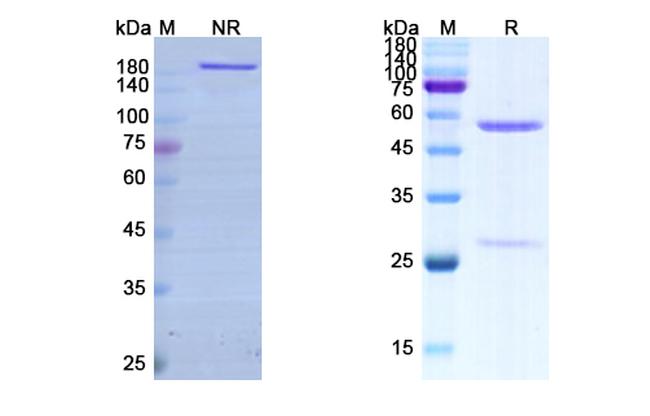 Vonlerolizumab Humanized Antibody in SDS-PAGE (SDS-PAGE)