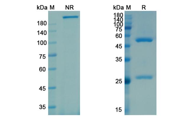Galcanezumab Humanized Antibody in SDS-PAGE (SDS-PAGE)