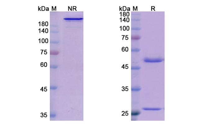 Myostatin (Domagrozumab Biosimilar) Antibody in SDS-PAGE (SDS-PAGE)