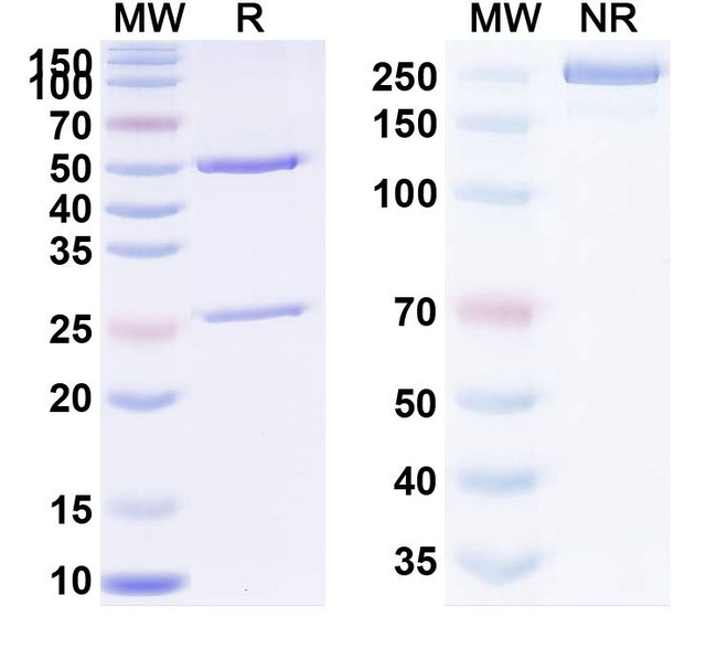 CGRPR (Erenumab Biosimilar) Antibody in SDS-PAGE (SDS-PAGE)