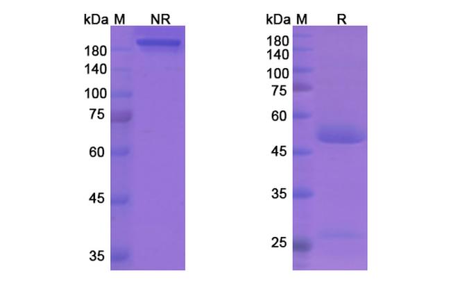 Fremanezumab Humanized Antibody in SDS-PAGE (SDS-PAGE)