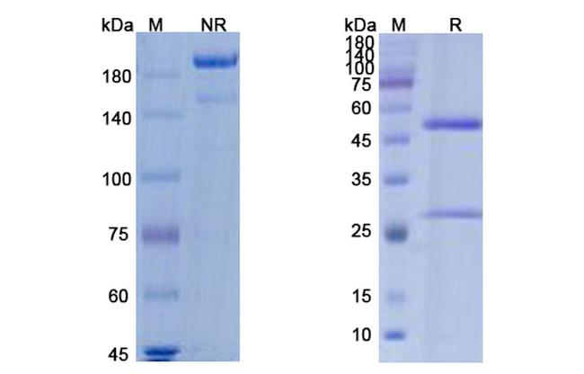 FGF23 (Burosumab Biosimilar) Antibody in SDS-PAGE (SDS-PAGE)