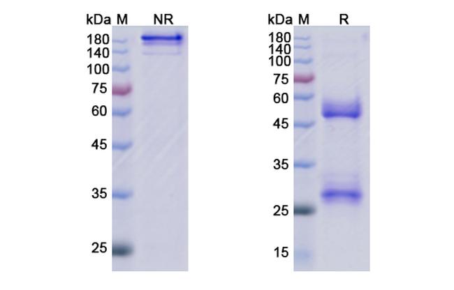 Eptinezumab Humanized Antibody in SDS-PAGE (SDS-PAGE)