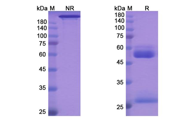 Aprutumab Antibody in SDS-PAGE (SDS-PAGE)