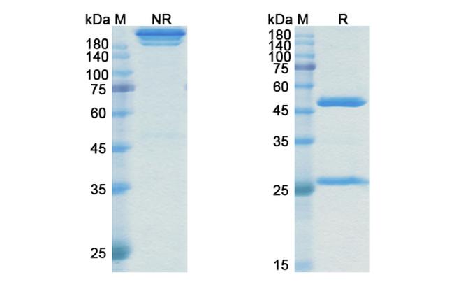 RSPO3 (Rosmantuzumab Biosimilar) Antibody in SDS-PAGE (SDS-PAGE)