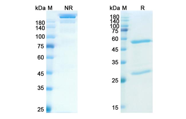 Brazikumab Antibody in SDS-PAGE (SDS-PAGE)
