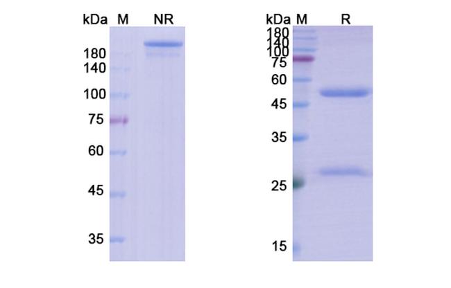 Tomaralimab Chimeric Antibody in SDS-PAGE (SDS-PAGE)