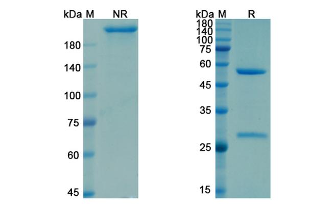 Activin A (Garetosmab Biosimilar) Antibody in SDS-PAGE (SDS-PAGE)