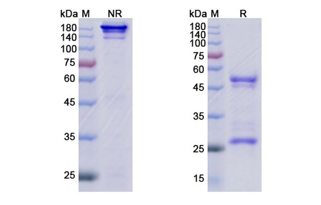 Varisacumab Antibody in SDS-PAGE (SDS-PAGE)
