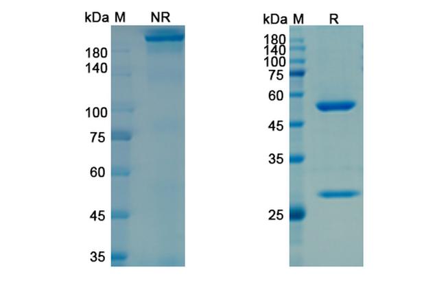 NGF (Frunevetmab Biosimilar) Antibody in SDS-PAGE (SDS-PAGE)