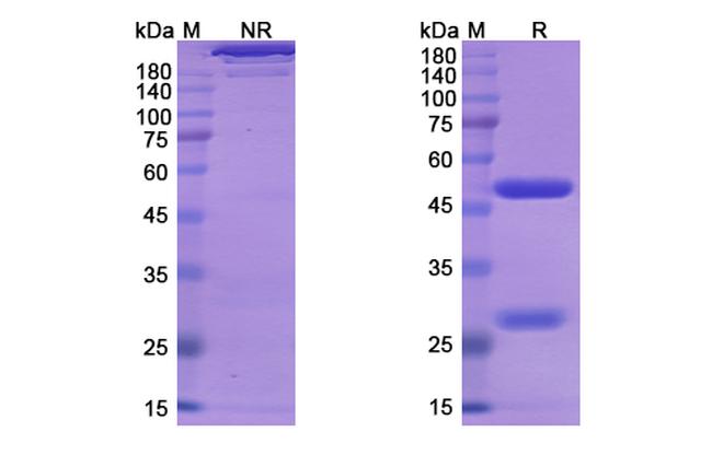 Lesofavumab Antibody in SDS-PAGE (SDS-PAGE)