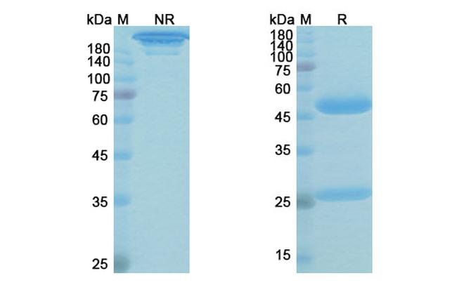 Gedivumab Antibody in SDS-PAGE (SDS-PAGE)