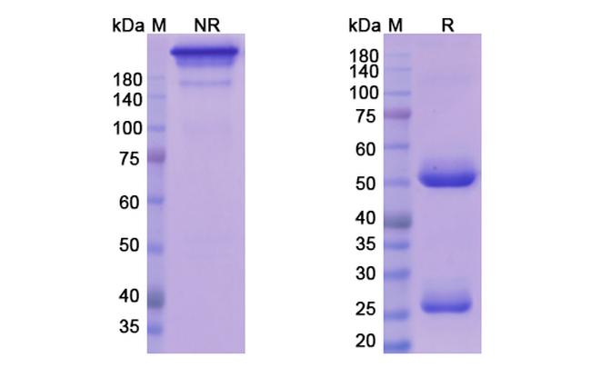 CRACC (CD319) (Azintuxizumab Biosimilar) Antibody in SDS-PAGE (SDS-PAGE)
