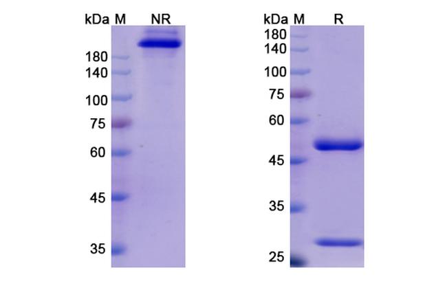 Ebola Virus GP (Cosfroviximab Biosimilar) Antibody in SDS-PAGE (SDS-PAGE)