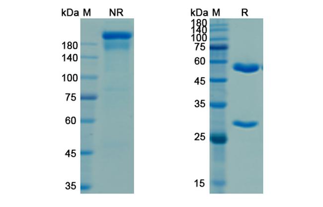 Ebola Virus GP (Porgaviximab Biosimilar) Antibody in SDS-PAGE (SDS-PAGE)