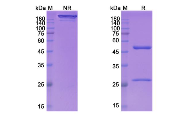 Larcaviximab Chimeric Antibody in SDS-PAGE (SDS-PAGE)